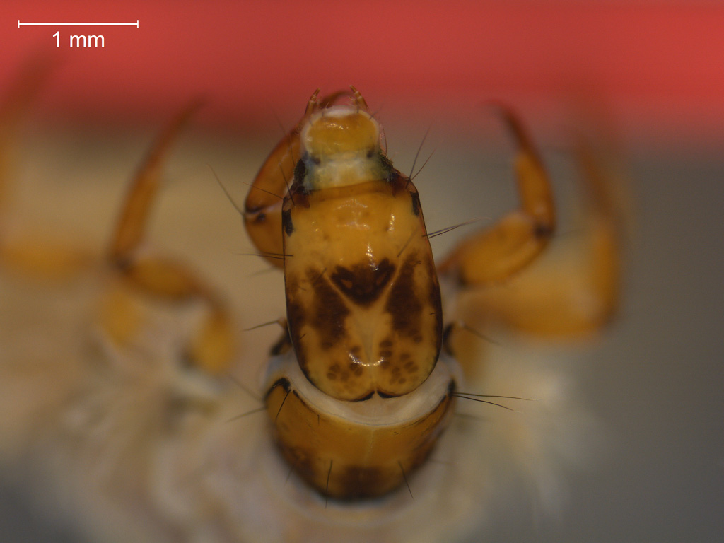 Rhyacophila fasciata